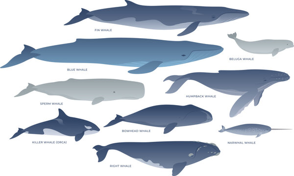 Types of whales vector illustration set. Clipart on a white background. Collection of marine mammals. Blue, Humpback, Killer (Orca), Beluga, Narwhal, Sperm, Bowhead, Right, Fin Whale.