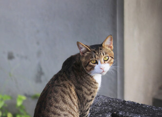 
こちらを見つめる可愛い猫
