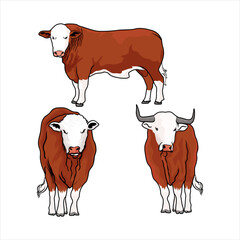 brown and white simmental, hereford bulls vectors