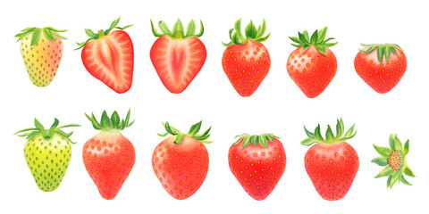 Set of strawberries and flowers isolated on  transparent background. Watercolor hand drawn illustration. For advertising, packaging, menus, invitations, business cards, postcards, printing.