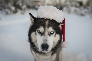 Christmas theme, siberian husky dog ​​with multi-colored eyes wearing a santa claus hat in the winter outside.
