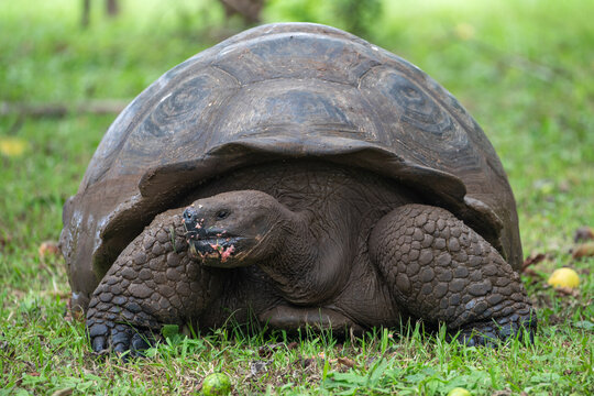 Galapagos giant tortoise (Chelonoidis nigra) eating guava, Santa Cruz Island, Galapagos Islands, Ecuador