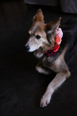 chien avec accessoire de mariage