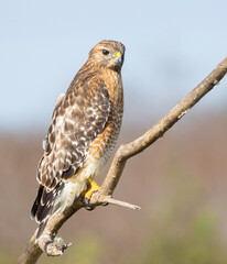 Red-shouldered Hawk at the Stick Marsh in Fellsmere, Florida.