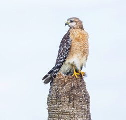 Red-shouldered Hawk on a dead palm at the Stick Marsh in Fellsmere, Florida.