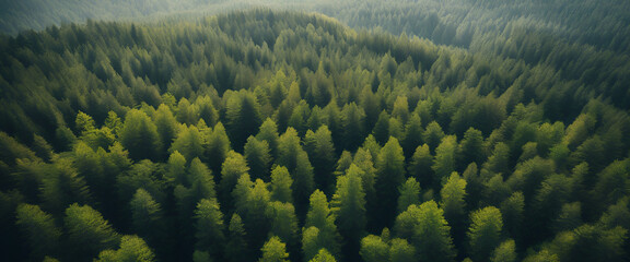Fototapeta na wymiar Top of the World: Aerial View of Canada's Towering Spruce Trees