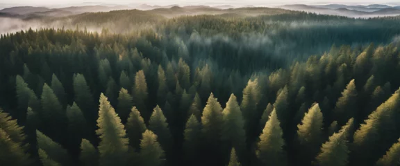 Foto op Aluminium Evergreen Majesty: Aerial View of Lush Pine Forest © Nastassia
