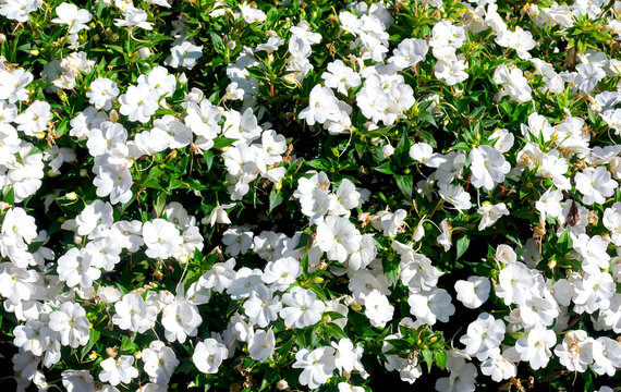 Landscape of white wildflowers in the Jardin Japones of Buenos Aires. 