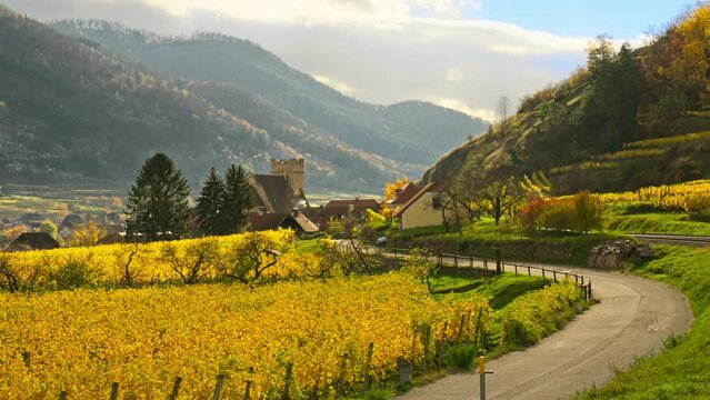 Sunny fall day in the heart of Wachau Valley with picturesque rolling hill landscape and vibrant yellow vineyards lead toward a small village with a castle or church, Austria