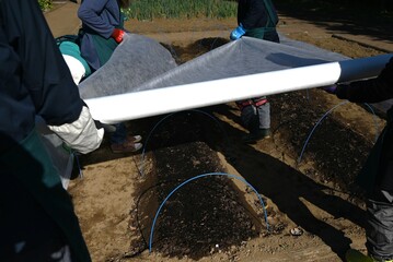 A scene of mulch sheeting work being done in a vegetable garden in Japan. Measures against the cold...