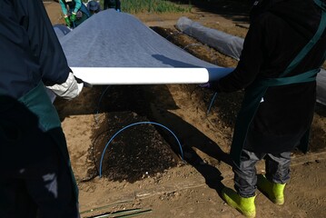 A scene of mulch sheeting work being done in a vegetable garden in Japan. Measures against the cold...