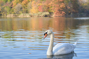 swan on the lake