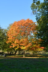 autumn trees in park
