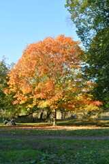 Naklejka premium autumn trees in the park