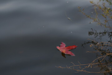 red maple leaf