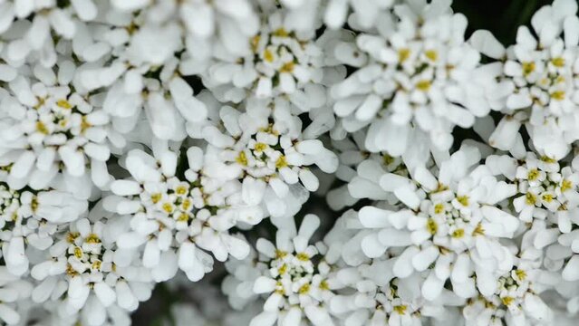 Iberis flowers. Ground cover perennial flowers. Low growing white flowers for the garden. 4k footage