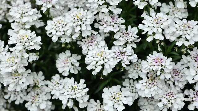 Iberis white flowers close-up. Ground cover perennial flowers.Floral carpets. Low growing white flowers for the garden. 4k footage