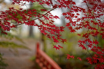 朱塗りの欄干と紅葉