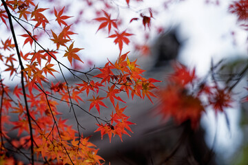 寺院を彩る紅葉