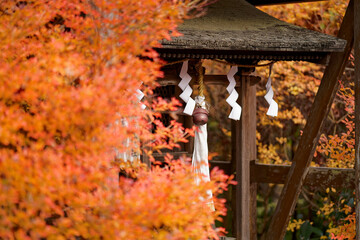 紅葉に彩られた神社の社殿