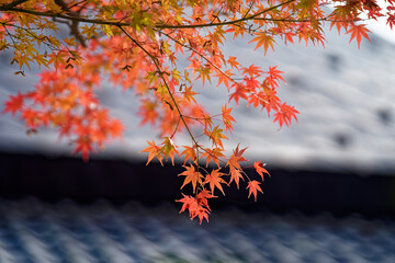 寺院の屋根と紅葉