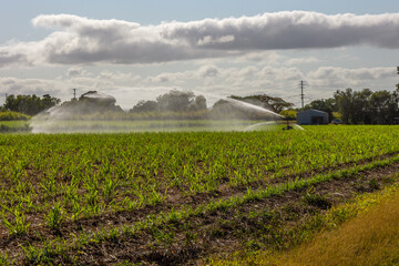 An irrigation sprayer shoots out a jet of water over a young sugar cane crop on a farm near Proserpine in tropical Queensland, Australia - obrazy, fototapety, plakaty