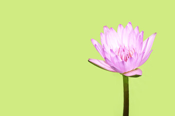 Beautiful waterlily or lotus flower on green background.