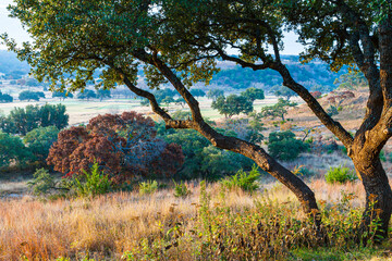 Fall Color in the Texas Hill Country, Fredericksburg, Texas, USA - obrazy, fototapety, plakaty
