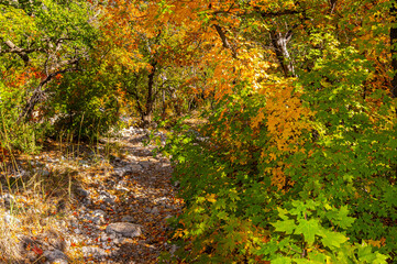 Fall Color in  McKittrick Canyon, Guadalupe Mountains National Park, Texas, USA