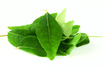 fresh indian spice curry leaves also known in india as curry patta,sweet neem leaves,kadhi patta...