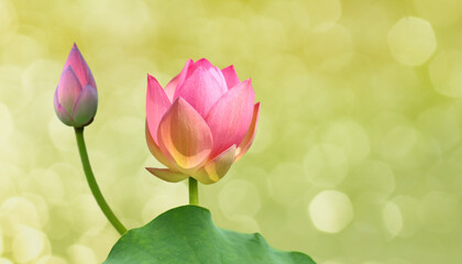 Close-Up of a Pink Lotus in Summer