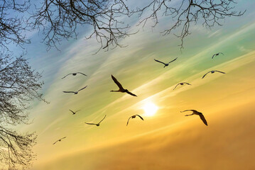 Silhouette of birds gracefully soaring near trees - 689920639
