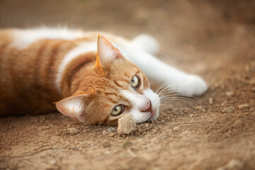 Portrait of a stray red cat. Ginger Stray cat lying outdoors in Greece