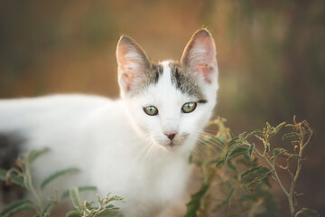 Cute stray kitten sitting outdoors