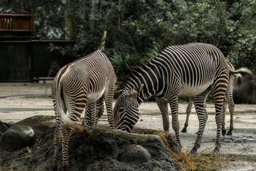 Fototapeta na wymiar Beautiful zebra animals are eating grass, mother and child zebras