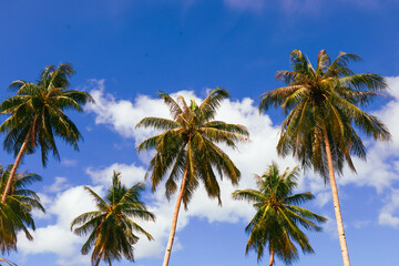 Obraz premium Panorama Of Tropical Beach With Coconut Palm Trees
