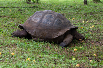 Galapagos giant tortoise (Chelonoidis nigra) eating guava, Santa Cruz Island, Galapagos Islands, Ecuador