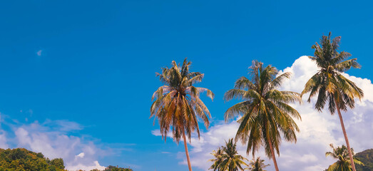 Fototapeta na wymiar Coconut Palm Trees With Blue Sky Background