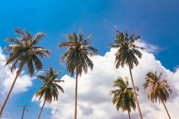 Coconut Palm Trees With Blue Sky Background