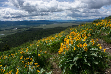 Fototapeta premium field of sunflowers