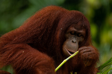 Adult orangutan busy with eating leaves on a rainy day, close up portrait