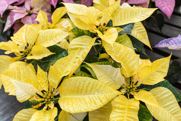 Beautiful yellow poinsettia (Euphorbia pulcherrima) on display at greenhouse blooming in time for the Christmas Holiday Season 