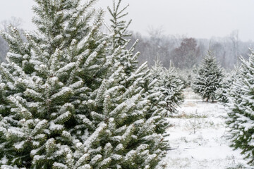 Beautiful Snow-Covered Trees at Christmas Tree Farm