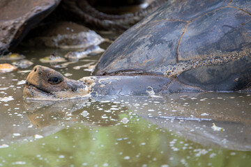 Galapagos giant tortoise (Chelonoidis nigra) in a water hole, Santa Cruz Island, Galapagos Islands,...