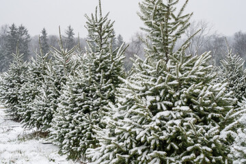 Beautiful Snow-Covered Trees at Christmas Tree Farm











