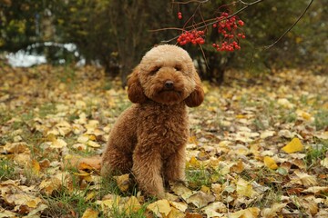 Cute fluffy dog in autumn park. Adorable pet