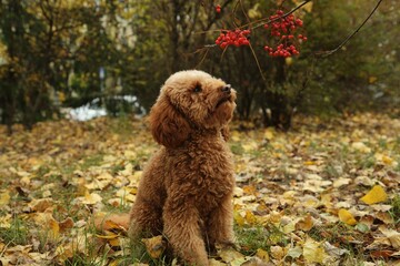 Cute fluffy dog in autumn park. Adorable pet