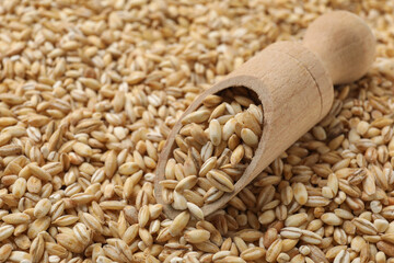 Wooden scoop with raw pearl barley, closeup. Space for text
