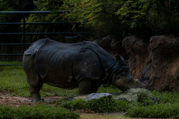 Fototapeta premium Rare almost extinct Indian Rhinoceros in the Singapore zoo