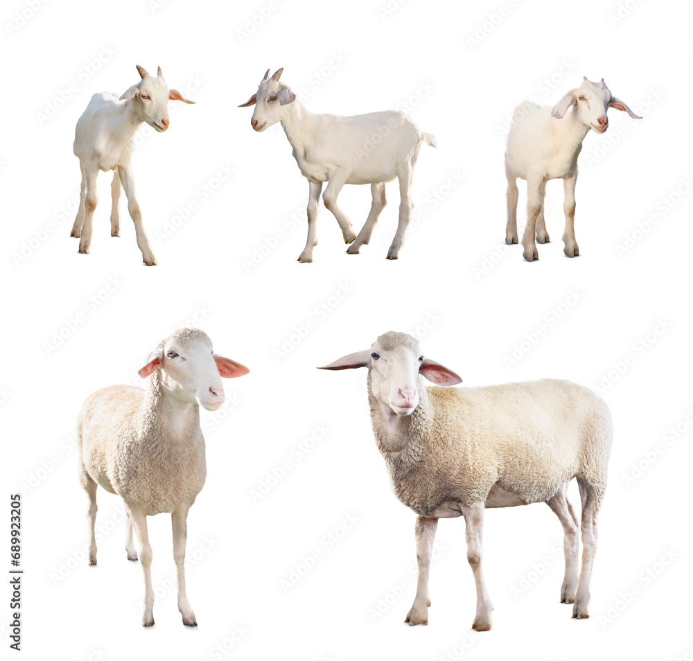 Wall mural sheep and goats isolated on white. farm animals